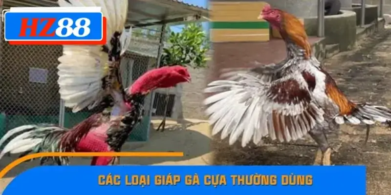 Các loại giáp gà cựa thường dùng Các loại giáp gà cựa thường dùng