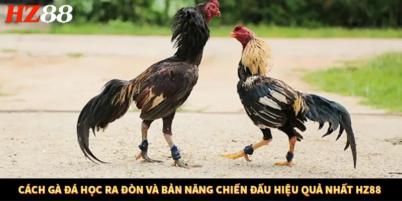 Cách Gà Đá Học Ra Đòn Và Bản Năng Chiến Đấu Hiệu Quả Nhất HZ88 7 Cách Gà Đá Học Ra Đòn Và Bản Năng Chiến Đấu Hiệu Quả Nhất HZ88