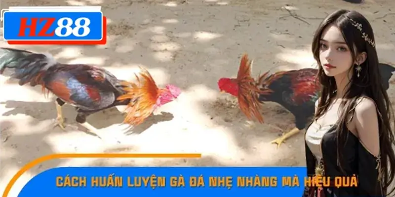 Cách Huấn Luyện Gà Đá Nhẹ Nhàng mà Hiệu quả Cực Cao Tại HZ88 7 Cách Huấn Luyện Gà Đá Nhẹ Nhàng mà Hiệu quả Cực Cao