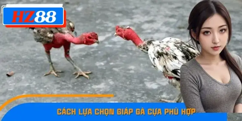 Cách Lựa Chọn Giáp Gà Cựa Phù Hợp Để Tăng Sức Mạnh Tại HZ88 7 Cách Lựa Chọn Giáp Gà Cựa Phù Hợp Để Tăng Sức Mạnh Tại HZ88