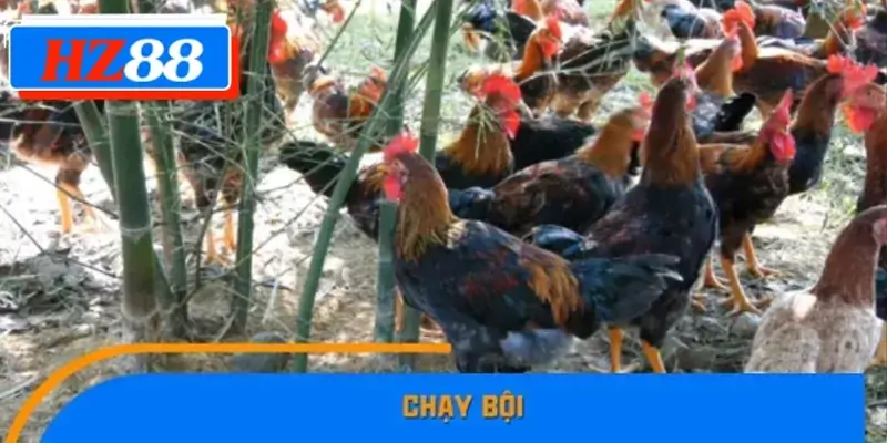 Chạy bội Chạy bội
