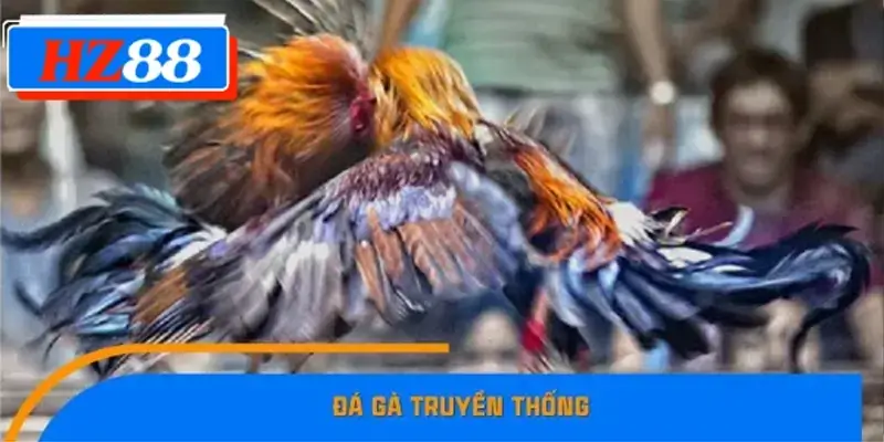 Đá gà truyền thống Đá gà truyền thống