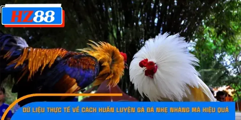 Dữ liệu thực tế về cách huấn luyện gà đá nhẹ nhàng mà hiệu quả Dữ liệu thực tế về cách huấn luyện gà đá nhẹ nhàng mà hiệu quả