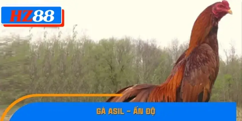 Gà Asil – Ấn Độ Gà Asil – Ấn Độ
