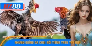 Những Giống Gà Chọi Nổi Tiếng Trên Thế Giới Mà Bạn Nên Biết