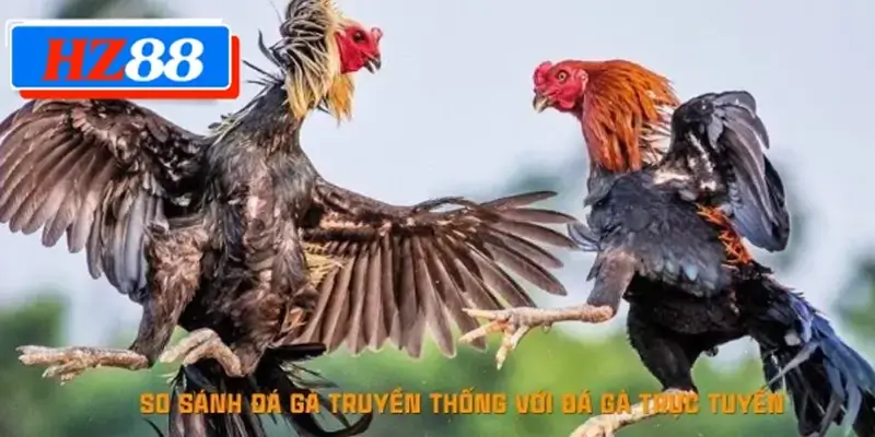 So sánh đá gà truyền thống với đá gà trực tuyến So sánh đá gà truyền thống với đá gà trực tuyến