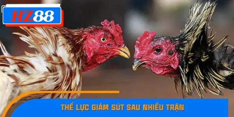 Thể lực giảm sút sau nhiều trận Thể lực giảm sút sau nhiều trận