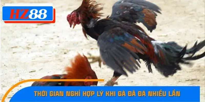 Thời gian nghỉ hợp lý khi gà đã đá nhiều lần Thời gian nghỉ hợp lý khi gà đã đá nhiều lần