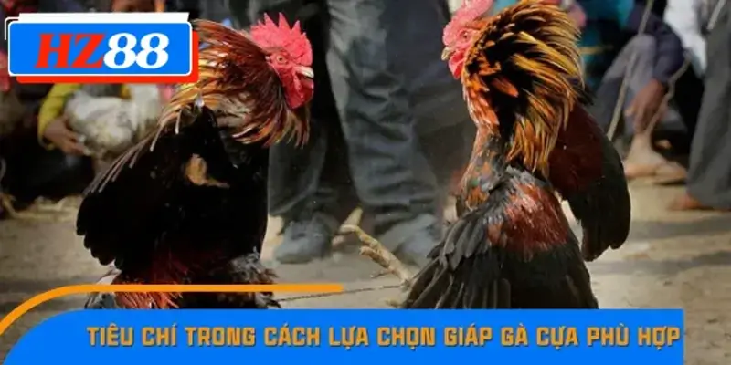 Tiêu chí trong cách lựa chọn giáp gà cựa phù hợp Tiêu chí trong cách lựa chọn giáp gà cựa phù hợp